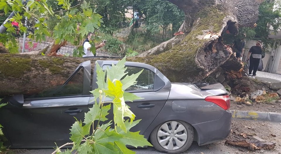150 jaar oude boom verandert 3 auto's in schroot in Beşiktaş - 1