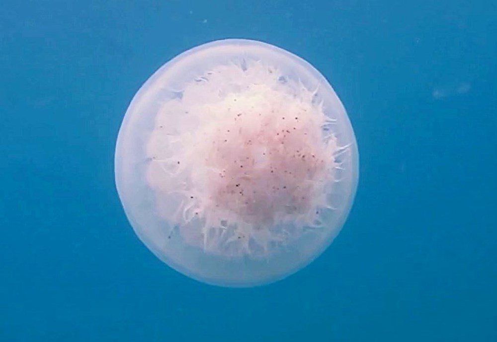 40 kilograma kadar ulaşabiliyorlar: "Sakın temas etmeyin" 76 hEkbpt7sCUO0l6wA4zOT8w