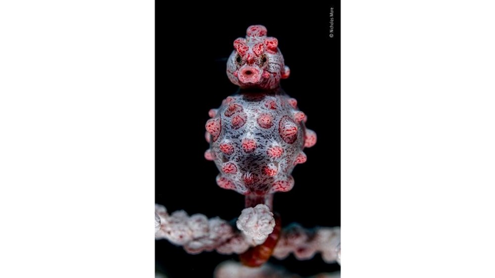 Yılın Vahşi Yaşam Fotoğrafı finalistleri belli oldu (Wildlife Photographer of the Year) - 21