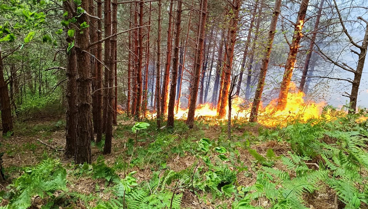 Kastamonu'da orman yangını