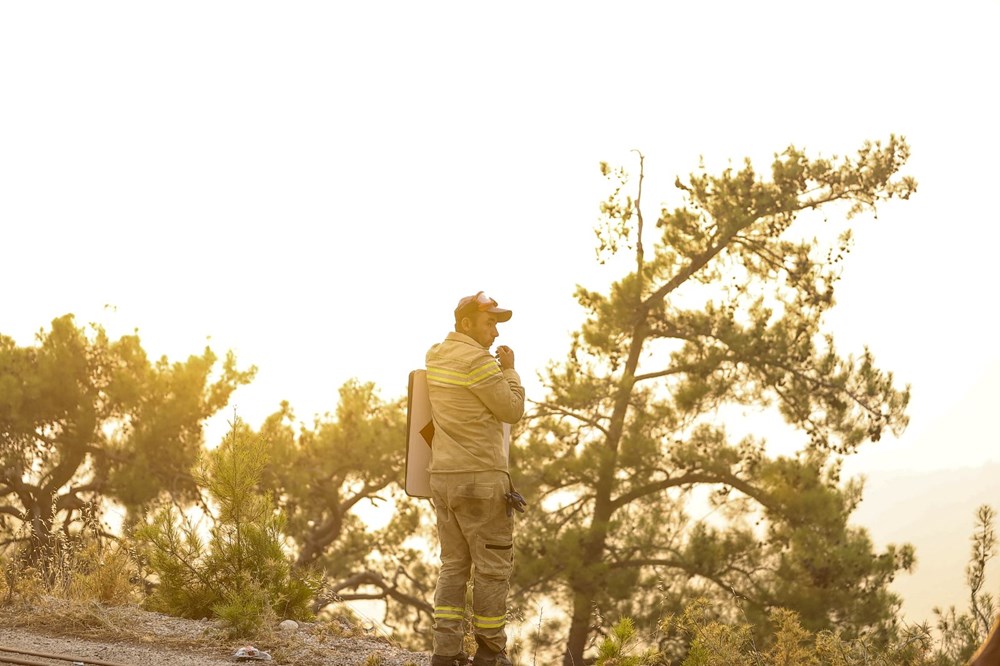 Yanan bölgelere hangi ağaç? Uzmanlar yanıtladı - 11