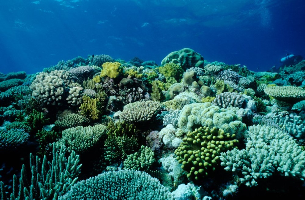 Yeni rapor: Küresel ısınma, on yılda dünyadaki mercanların yüzde 14'ünü öldürdü - 1