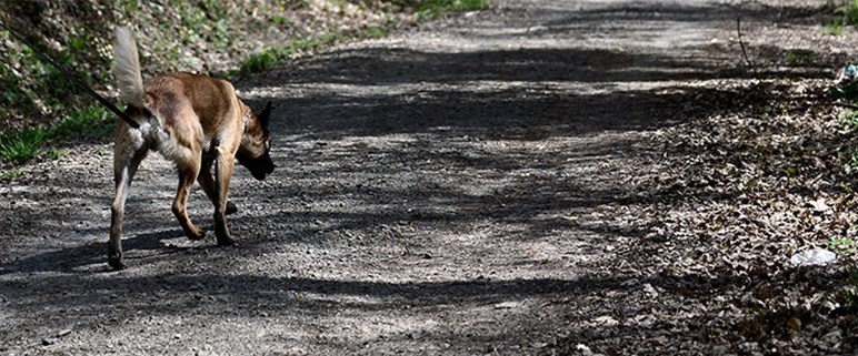 30 kopegi parcalayan canavar icin fotokapan ntv