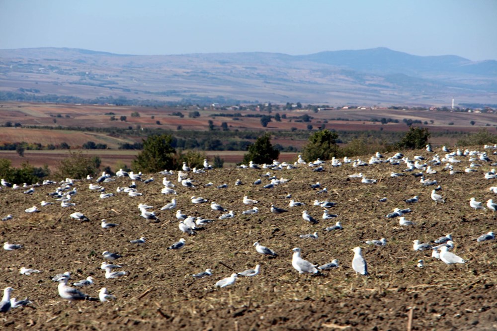 Edirne'de 'katil martı' paniği - 9