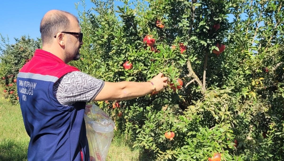 Aydın'da pestisit kalıntı analizi için nar numuneleri alındı