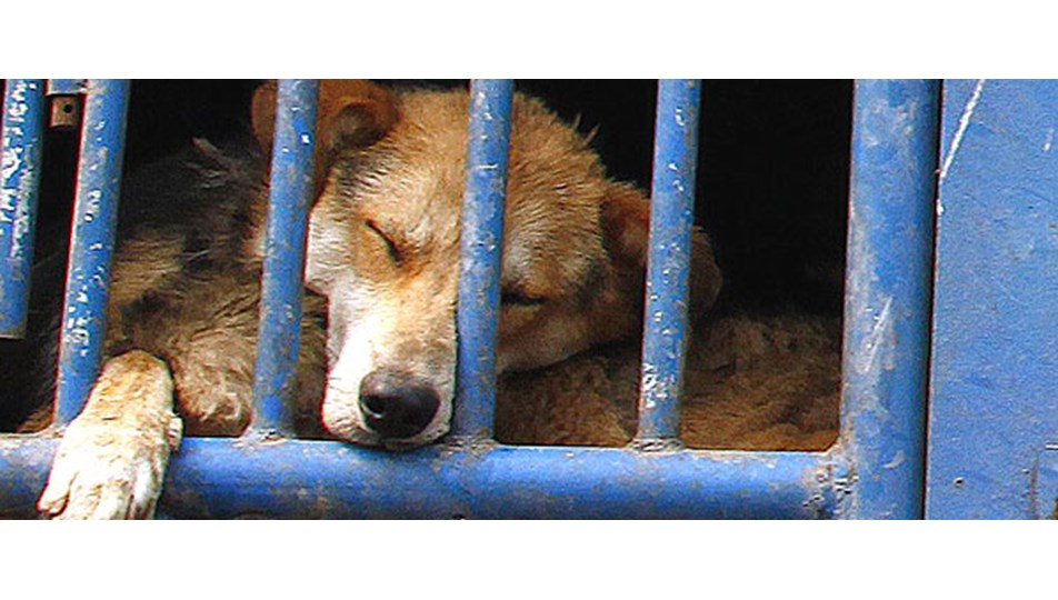 Çin’de köpek eti ticareti dehşeti Magazin Haberleri NTV