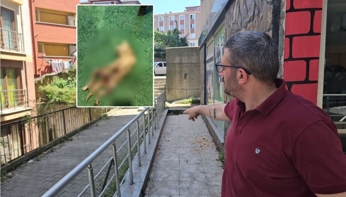 Zonguldak'ta kedi katliamı