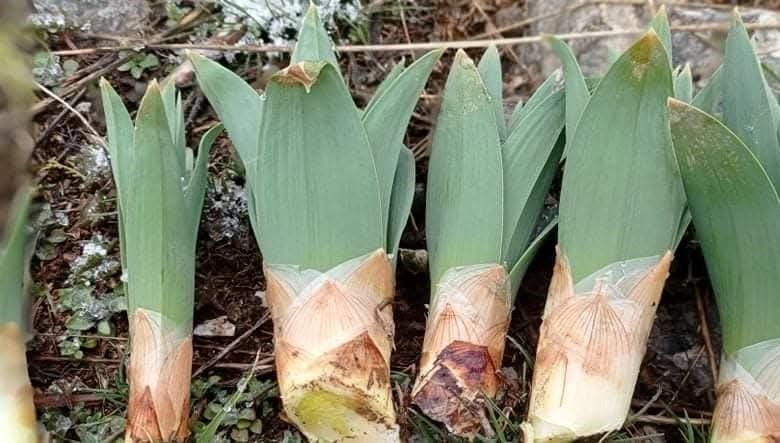 Sivilce ve egzamaya iyi geldiği biliniyor: Maraş'ta tam mevsimi, fiyatı 250 lira