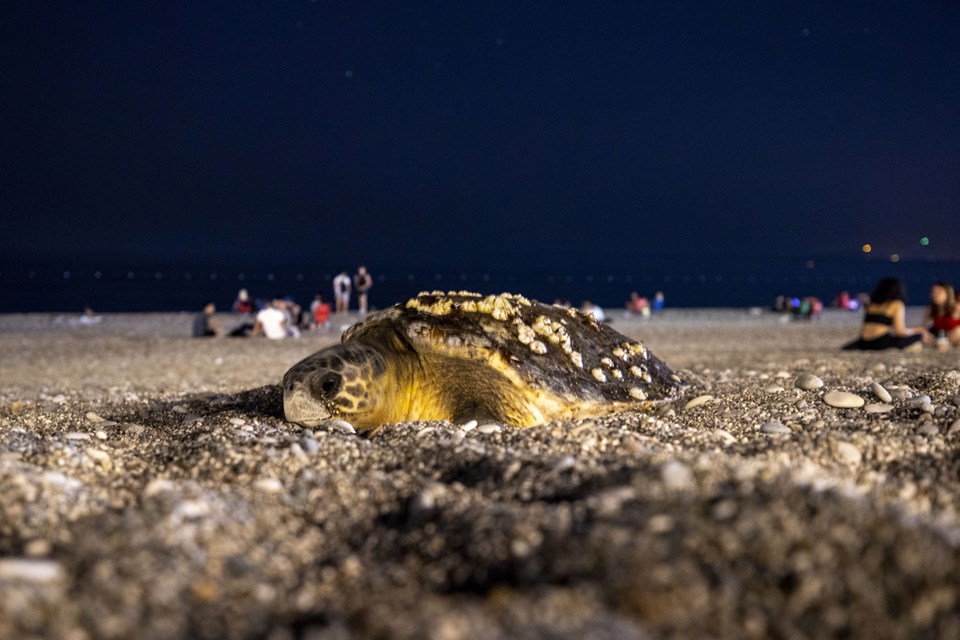 Antalya'da deniz kıyısına çıkan caretta caretta için sahil boşaltıldı - 1