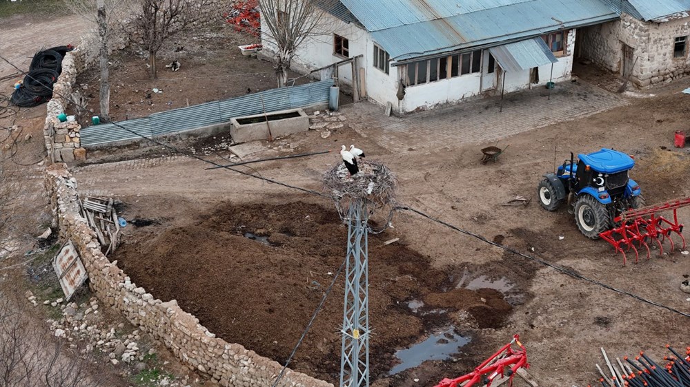 Sivas'ta Baharın Müjdecisi Leylekler, 40 Yıllık Coşkulu Bir Ritüelle Karşılanıyor 74 hNeUqoFcGEGQqfjPhDVVaA