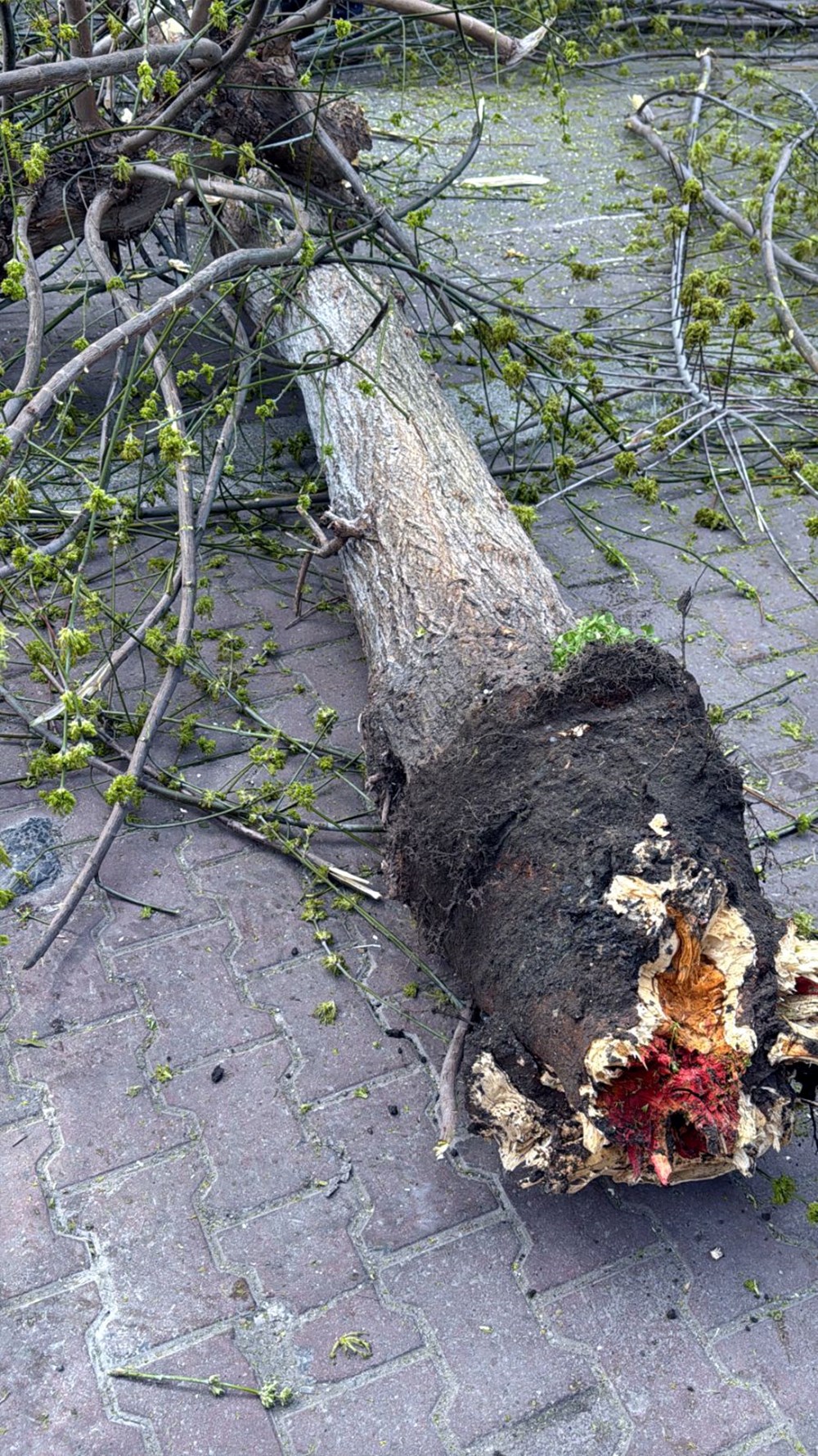 Bu böcek çeşidine dikkat! Bakanlık kırmızı bültenle "Aranıyor" afişi hazırladı 73 hNw7a5yjHky lRj5TTSn1w