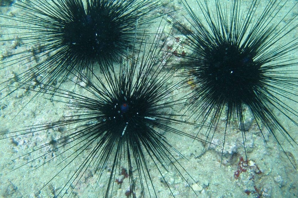 Kızıldeniz'den, Akdeniz'e göçen balık türü 65'e çıktı - 8