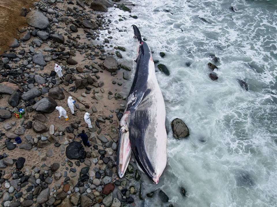 Peru'da dev balina cesedi kıyıya vurdu - 1