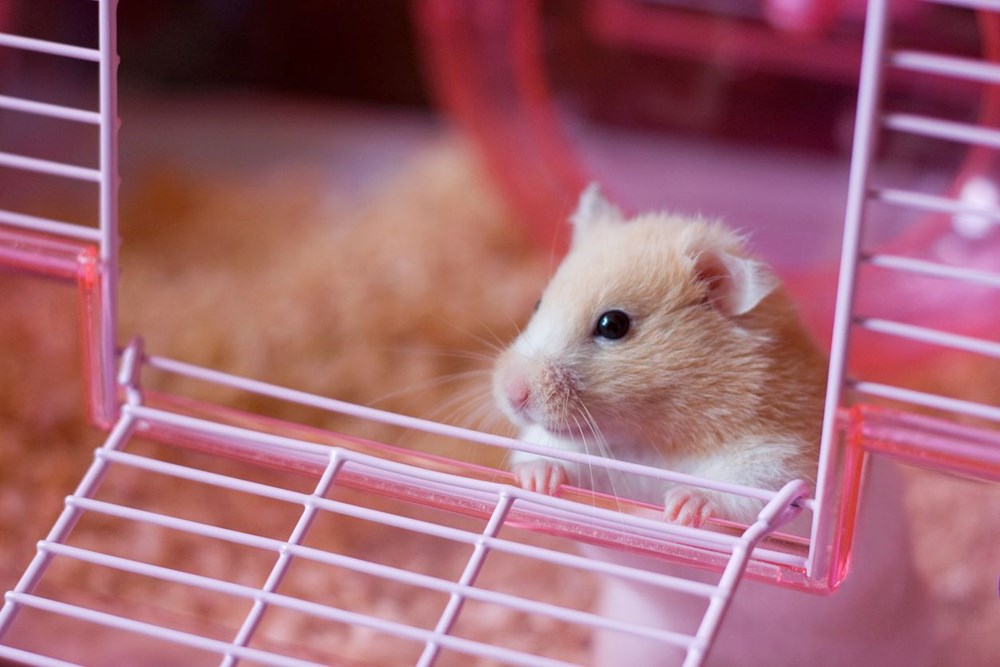 Hong Kong’da hamsterları kurtarma operasyonu: Covid-19 bulaştırabilecekleri gerekçesiyle 2 bini aşkın hayvan öldürülecek - 9