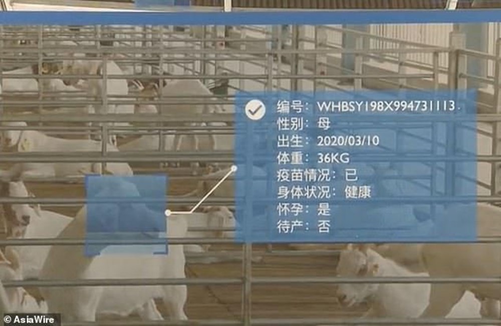 Ensest ilişkiyi engelleyecek: Çin'deki hayvan çiftliklerine yüz tanıma teknolojisi geldi - 5