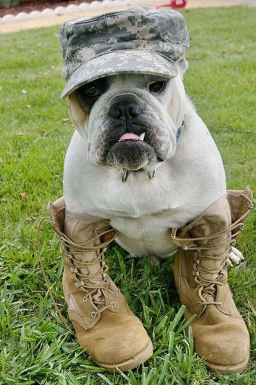 Собака Военная смешная