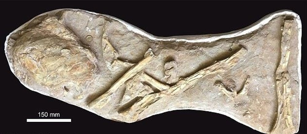 İngiltere'de 66 milyon yıllık balık fosili bulundu - 2