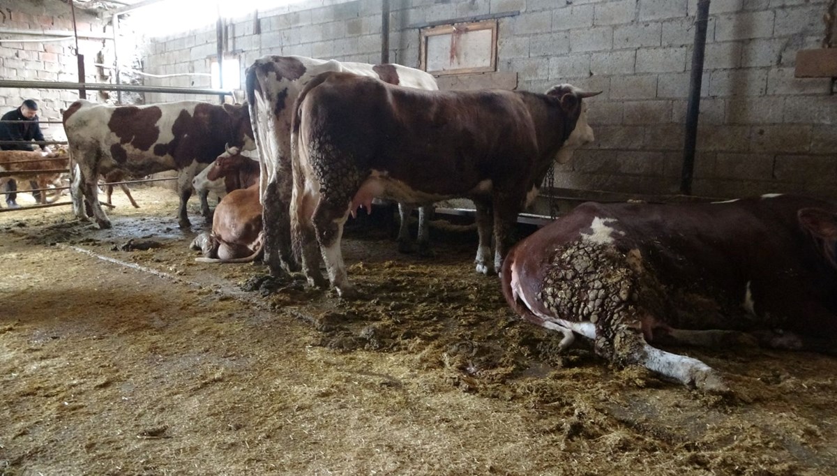 Mavi dil hastalığı nedir, bulaşıcı mı?
Mavi dil hastalığı belirtileri