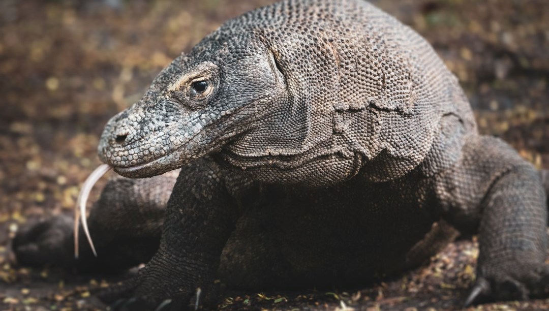 Komodo ejderlerinin silahı! Dişlerinde demir kaplama tespit edildi