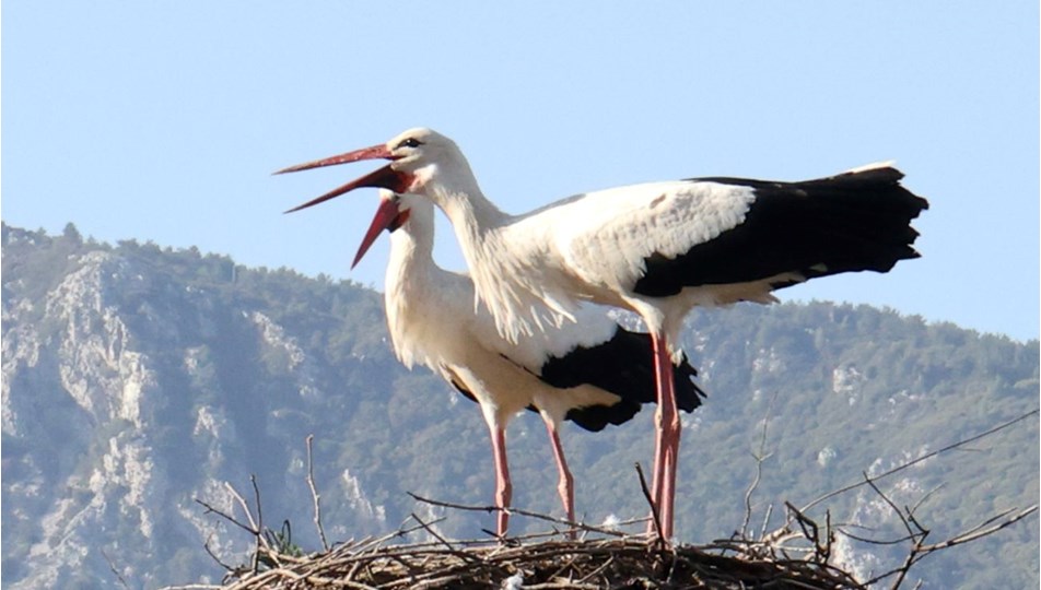"Leylek Köy"ün leylek sayısında artış