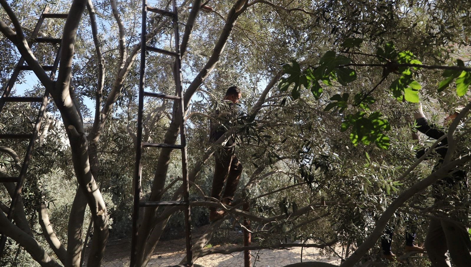 Zeytin ağaçlarıyla bile savaşıyorlar