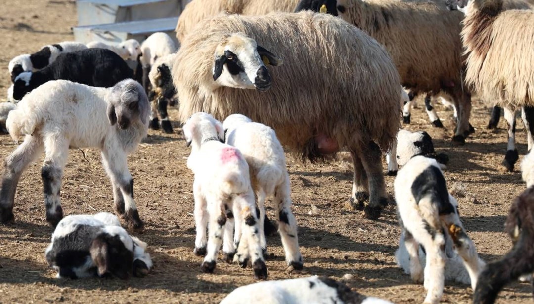 Tunceli'de 11 yerleşim yerinde şap karantinası