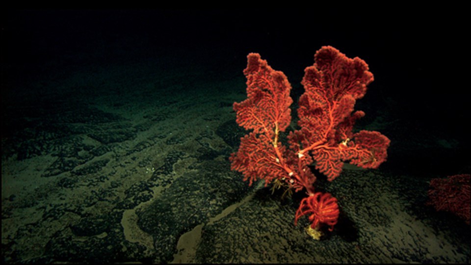 Какие водоросли глубоководные. Порфира водоросль. Багрянки водоросли. Порфира водоросль и Филлофора. Глубоководная красная водоросль.