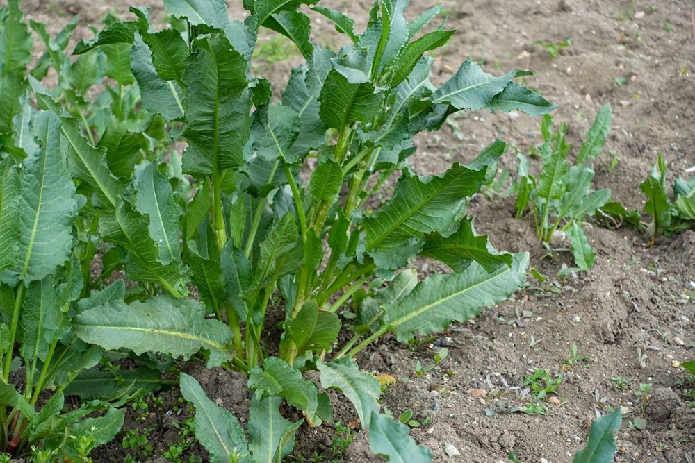 Konuk Düzbag'ı Kendi Projelerinizde Kullanmak: Yaratıcılığınızı Serbest Bırakmanın Anahtarı mı? 77 hXmJj5d5