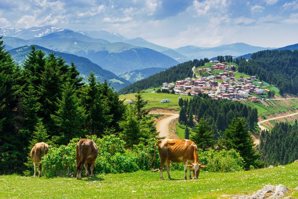 Doğu Karadeniz'in saklı cennetleri (Yayla tatili önerileri) - 4