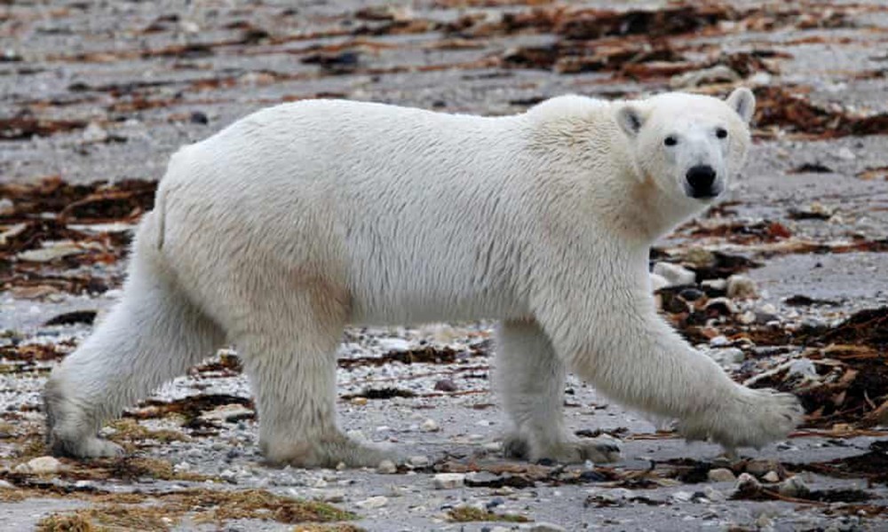 Bilim insanlarından umutlandıran keşif: İklim değişikliğine adapte olmayı başaran bir kutup ayısı topluluğu keşfedildi - 6