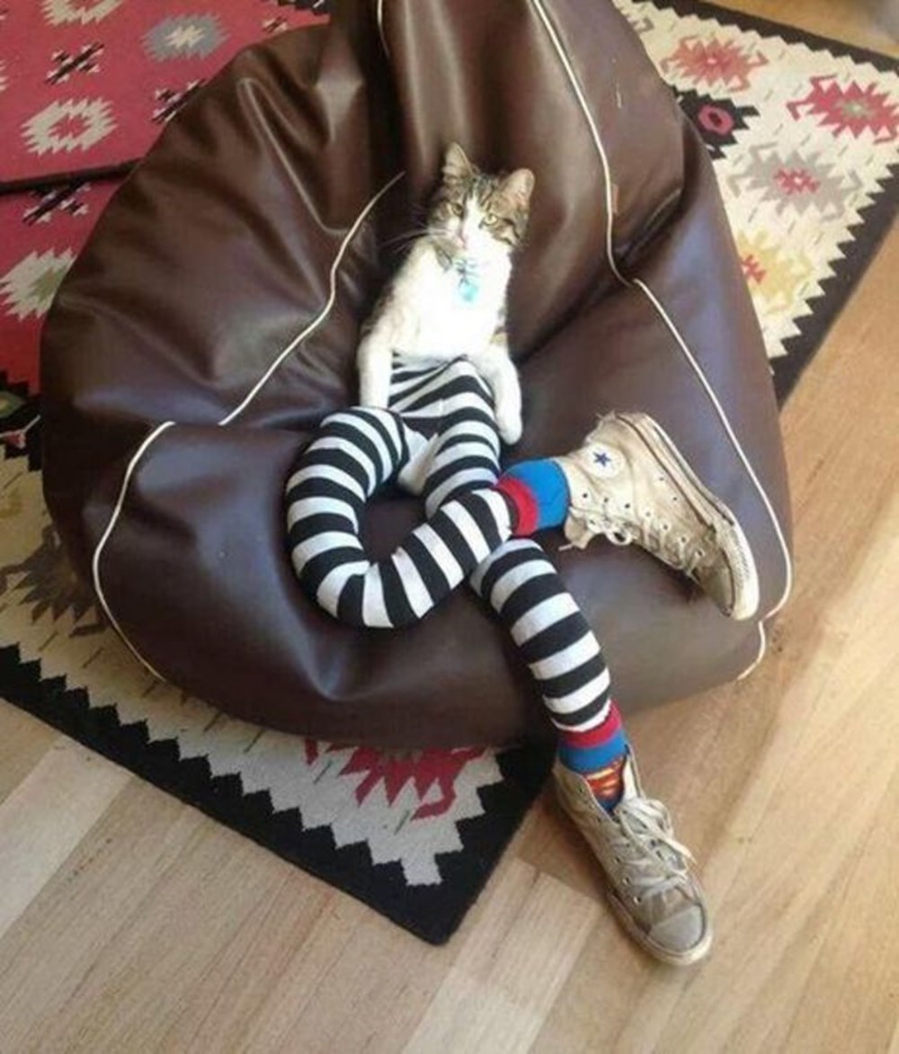 Кот в кедах