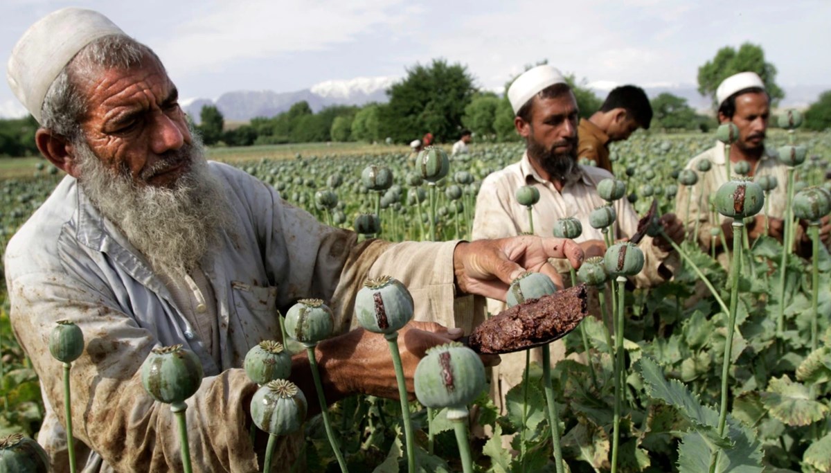 Taliban, Afganistan'da haşhaş ekimini tamamen yasakladı