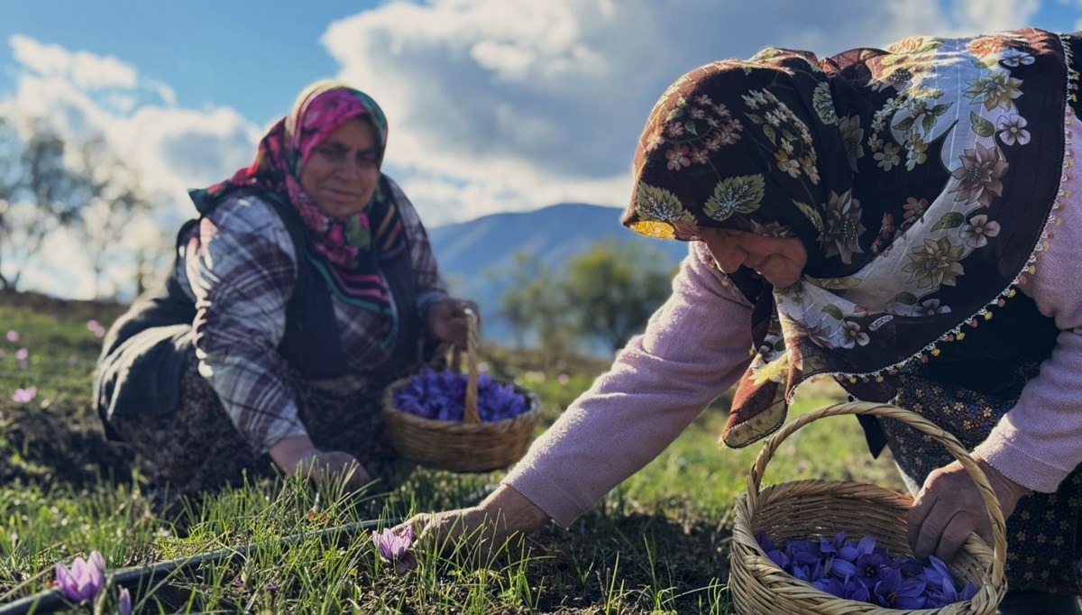Toplanıp tek tek ayıklanan  Toplanıp tek tek ayıklanan