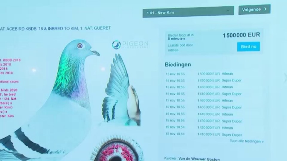 Belçika'da bir posta güvercini 1 milyon 600 bin euroya satıldı (Yaklaşık 14 milyon 480 bin TL) - 1