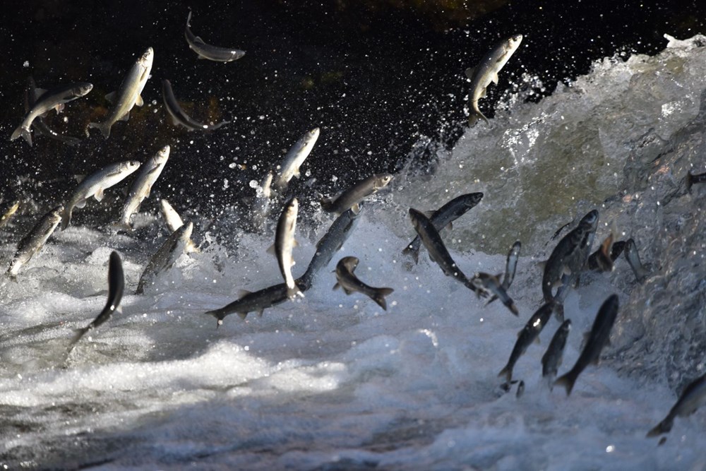 Bu balıkları avlamak sadece martılara serbest - 11