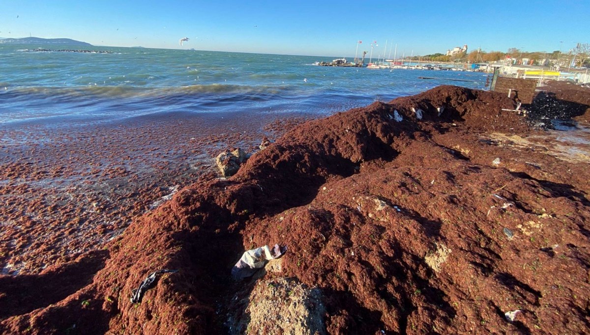 Kadıköy'de sahili yine kırmızı yosun sardı