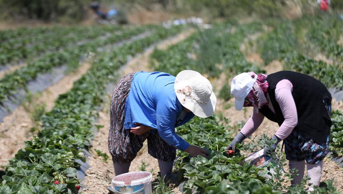 Kazdağları'nın eteklerinde yetişiyor: Yüzlerce ailenin geçim kaynağı oldu