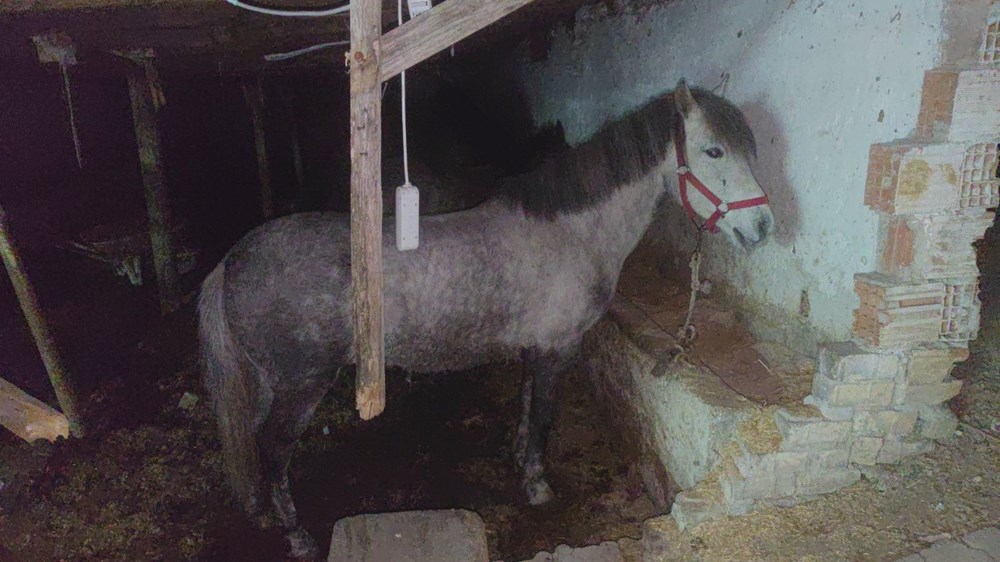 İstanbul'da at eti baskını: Kamyonette at eti ve sakatat, ahırda 3 at bulundu - 8