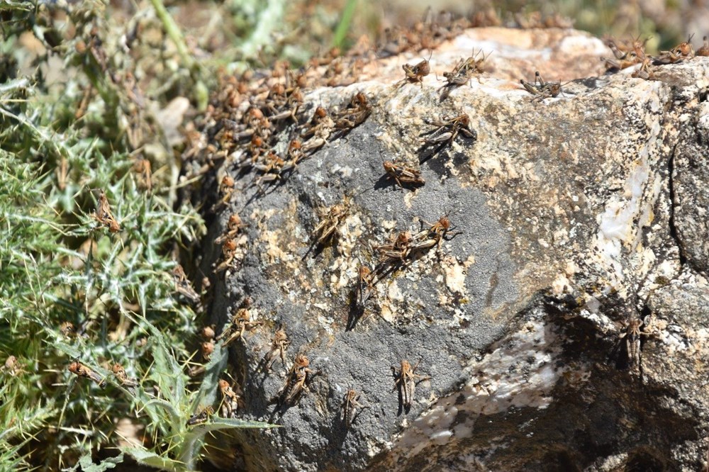 Bitlis'te kuraklık: Çekirge istilasıyla sonuçlandı - 3