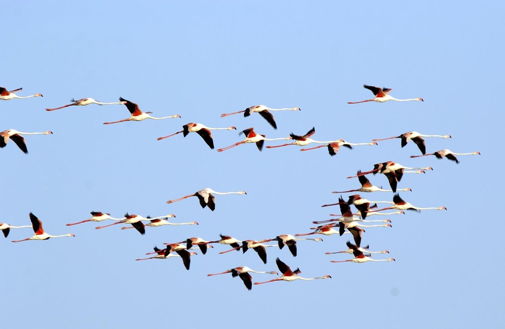 Van Gölü'nde flamingo şöleni - 7