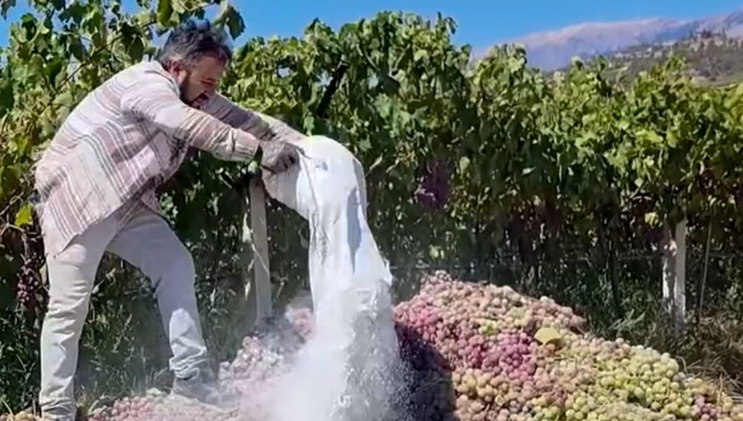 Manisa'da yasaklı ilaç kullanılan 6 ton üzüm imha edildi