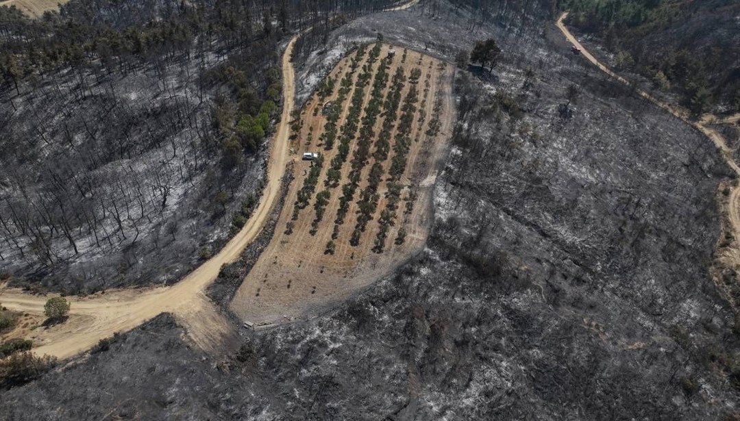 Çanakkale'de şaşırtan görüntü: Sadece o alan yanmadı