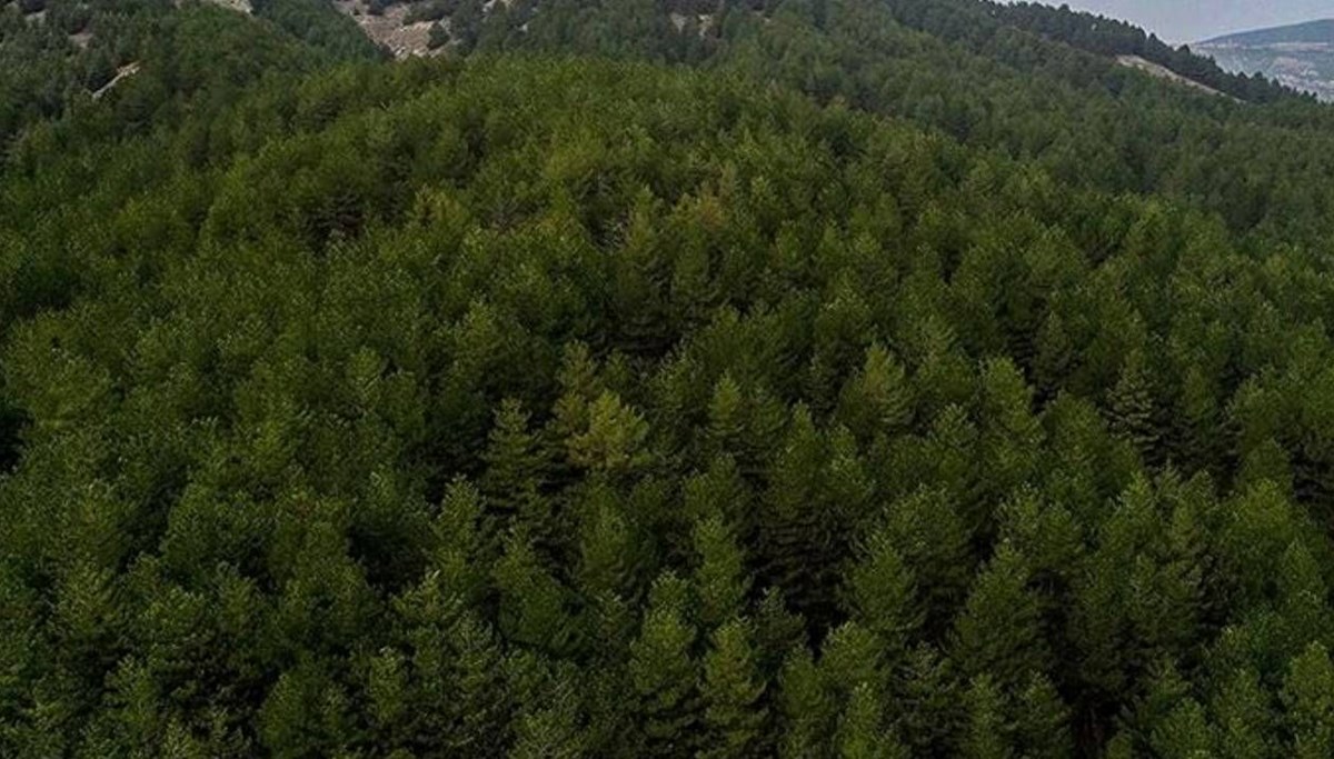 Kilis'te ormanlara giriş yasaklandı