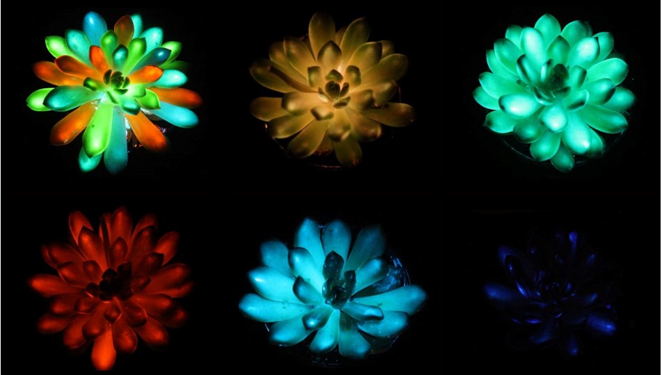 Çinli araştırmacılar "ışık yayan bitki" üretti: Güneş ışığını emiyor - Son Dakika Teknoloji Haberleri | NTV Haber