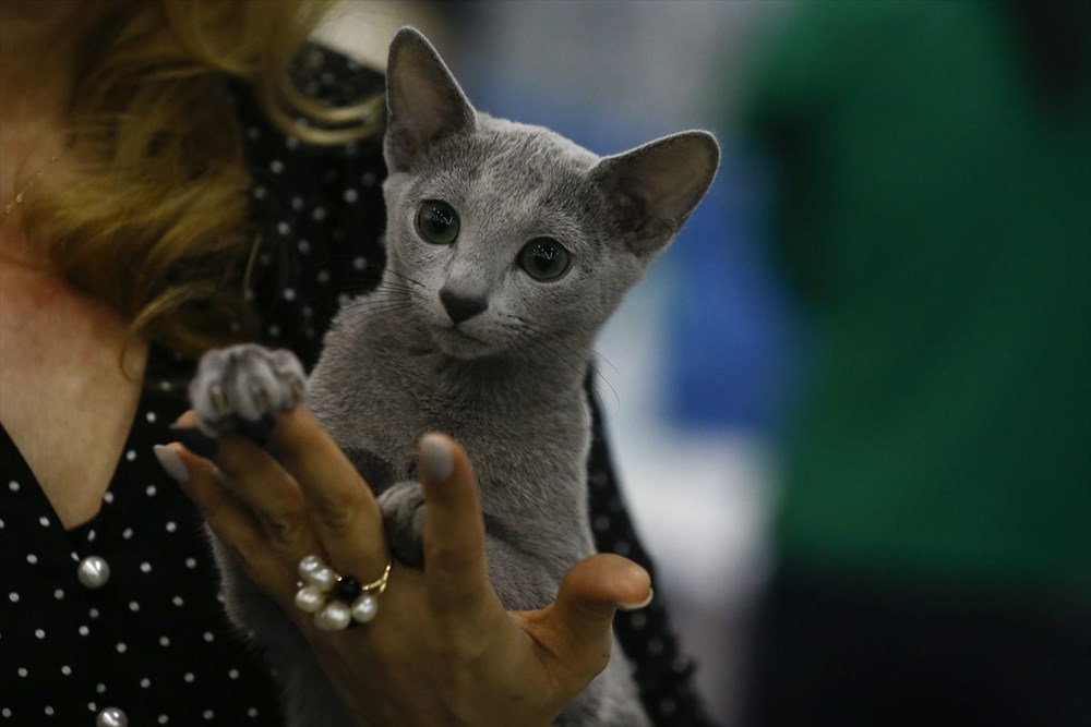 Kedi fuarından renkli fotoğraflar (Catsburg) Magazin Haberleri NTV