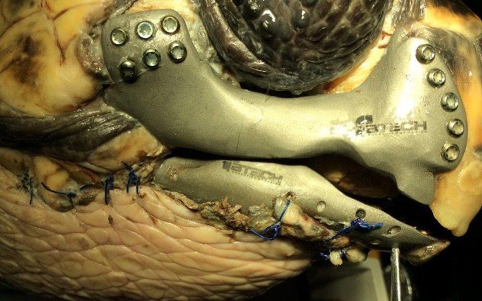 Caretta carettaya "3D çene protezi" takıldı - 1