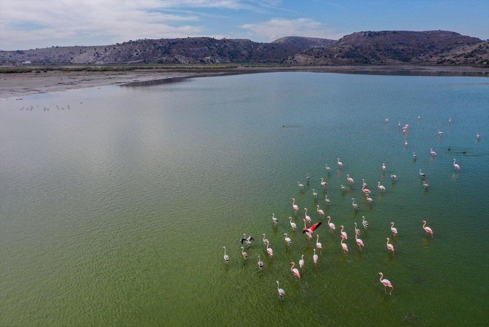 Kuş cenneti Bafa Gölü'nde korkutan görüntü - 19