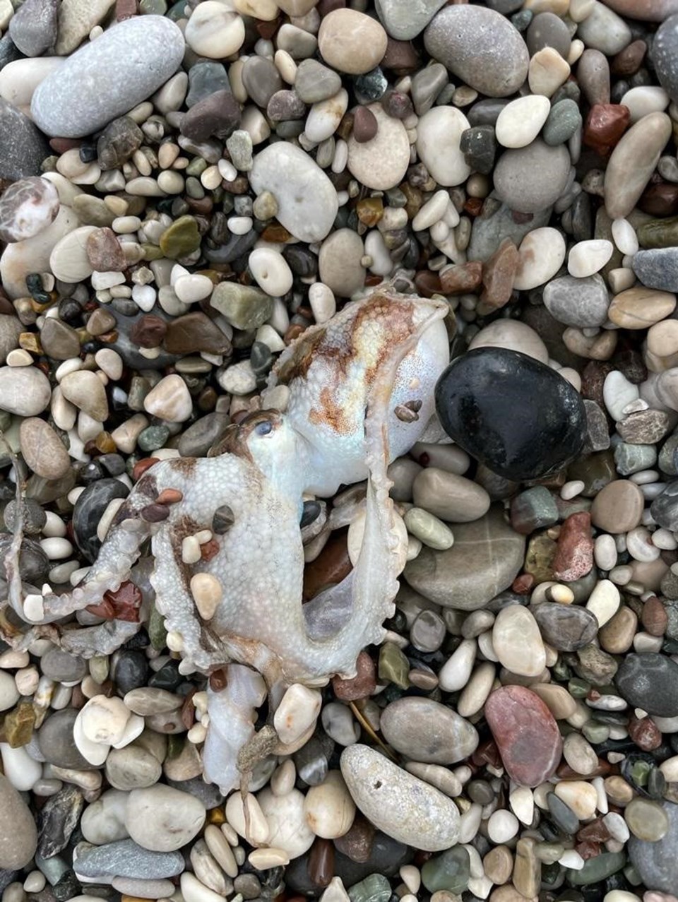 Konyaaltı Sahili'nde balık ölümleri - 1