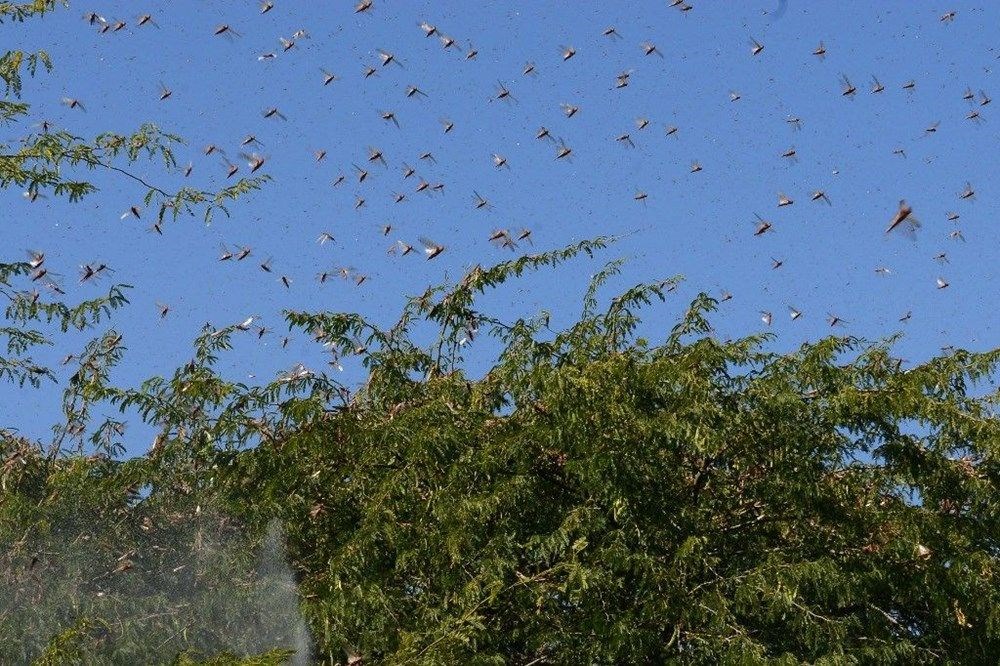 Yeni çekirge istilası kapıda - 5