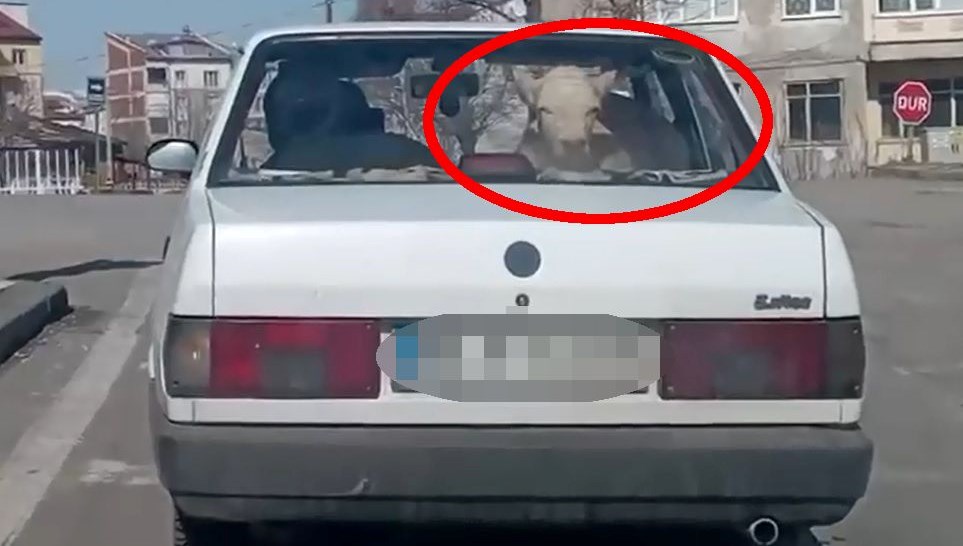 Hasta buzağıyı otomobille veterinere götürdü